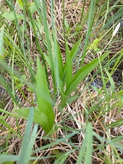 Cypripedium candidum