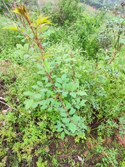 Rosa multiflora cathayensis
