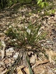Oryzopsis asperifolia
