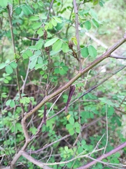 Indigofera bungeana