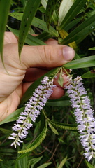 Veronica stricta stricta