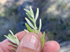Monardella hypoleuca lanata