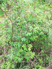 Indigofera bungeana