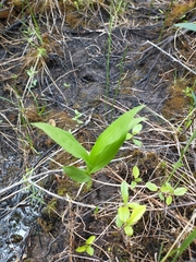 Cypripedium candidum
