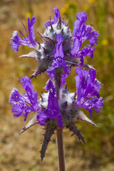 Salvia carduacea