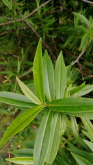 Veronica stricta stricta