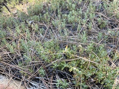 Monardella hypoleuca lanata