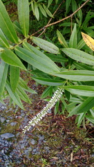 Veronica stricta stricta