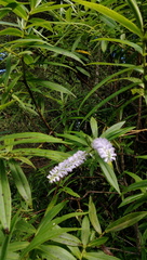 Veronica stricta stricta