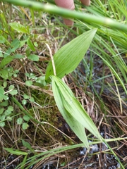 Cypripedium candidum