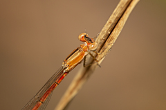 Agriocnemis rubricauda