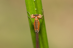 Agriocnemis rubricauda