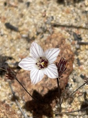 Linanthus orcuttii