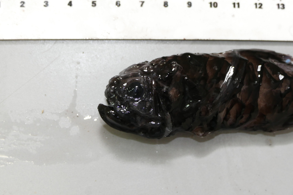 Scopelogadus