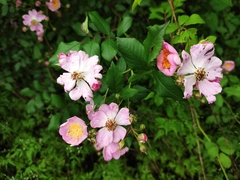 Rosa multiflora cathayensis