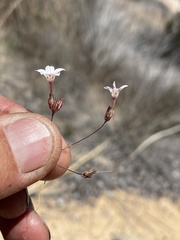 Linanthus orcuttii