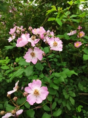Rosa multiflora cathayensis