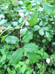 Rosa multiflora cathayensis