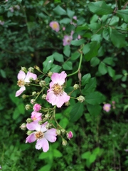 Rosa multiflora cathayensis