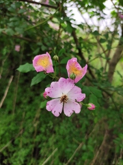 Rosa multiflora cathayensis