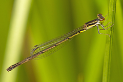 Agriocnemis rubricauda