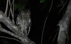 Megascops guatemalae