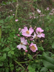 Rosa multiflora cathayensis
