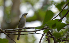 Piranga roseogularis