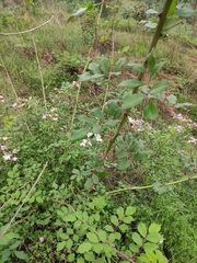 Rosa multiflora cathayensis