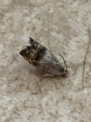 Ofatulena duodecemstriata