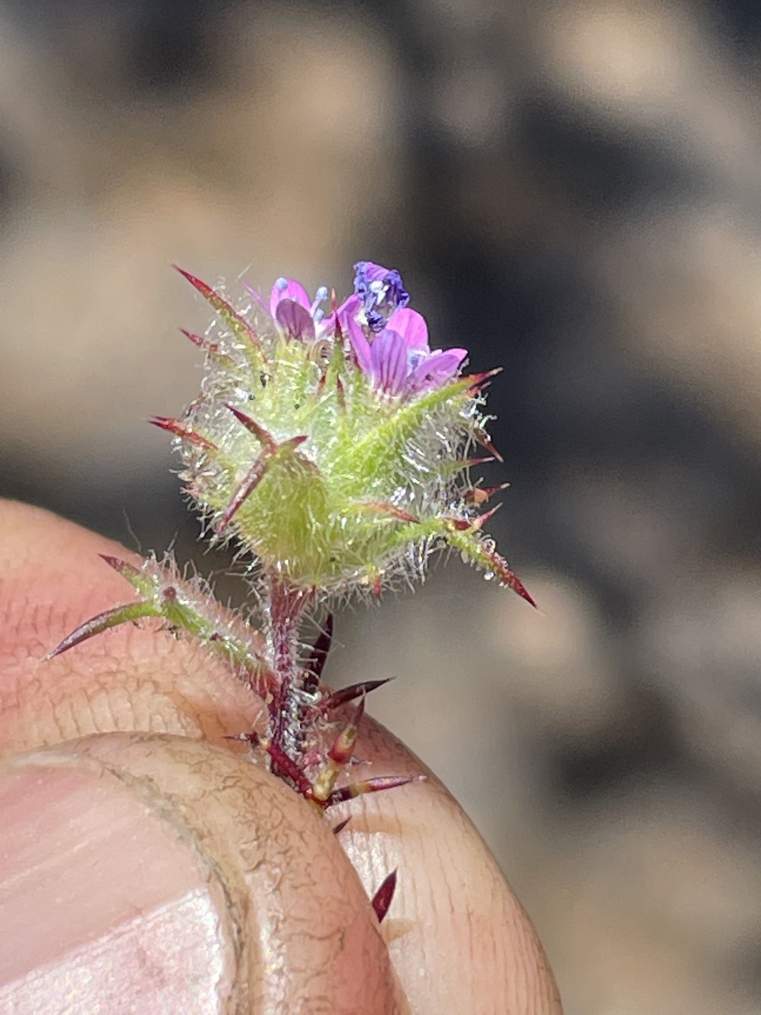Navarretia hamata ssp. hamata
