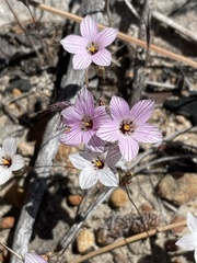 Linanthus orcuttii