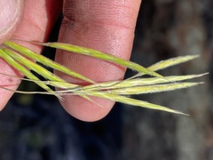 Bromus grandis