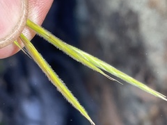 Bromus grandis