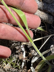 Bromus grandis