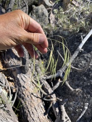 Bromus grandis