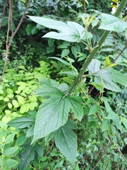 Rubus corchorifolius