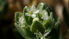 Petalonyx linearis