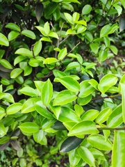 Camellia oleifera