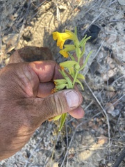 Diplacus clevelandii