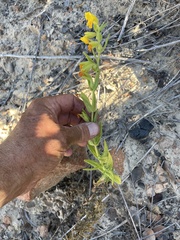 Diplacus clevelandii