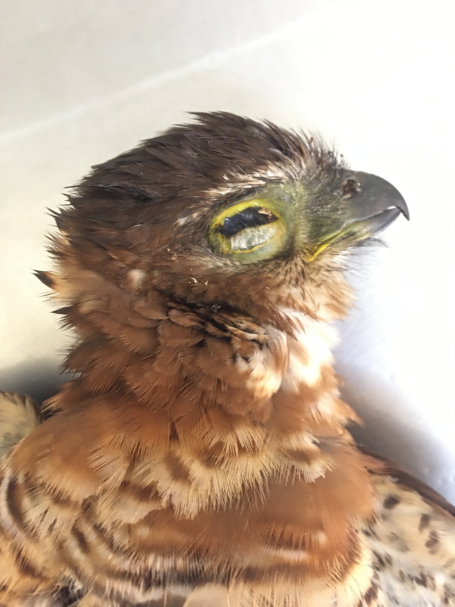 Barred Forest-Falcon (Micrastur ruficollis)