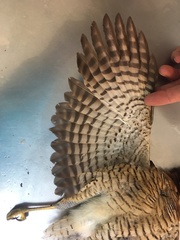 Micrastur ruficollis