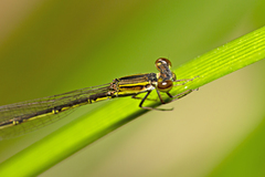 Agriocnemis rubricauda
