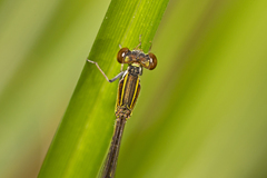 Agriocnemis rubricauda