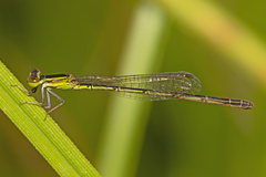 Agriocnemis rubricauda