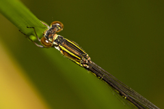 Agriocnemis rubricauda