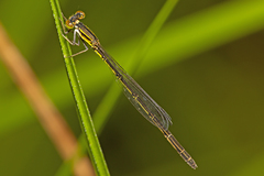 Agriocnemis rubricauda
