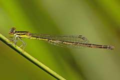 Agriocnemis rubricauda