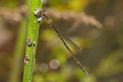 Agriocnemis rubricauda